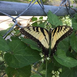 Meet your Posher, Luis